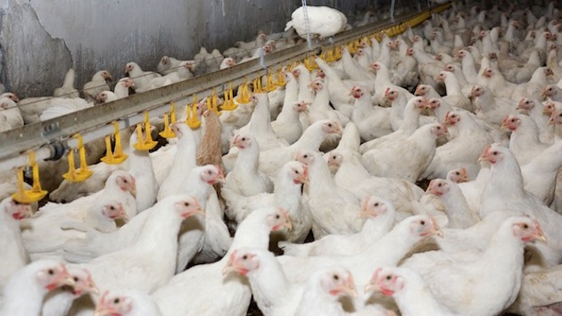 Dissertation on poultry wastewater