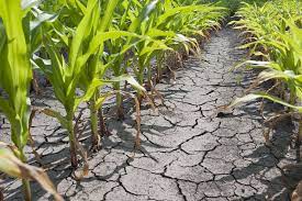 water scarcity in agriculture